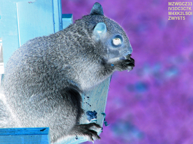 evil squirrel